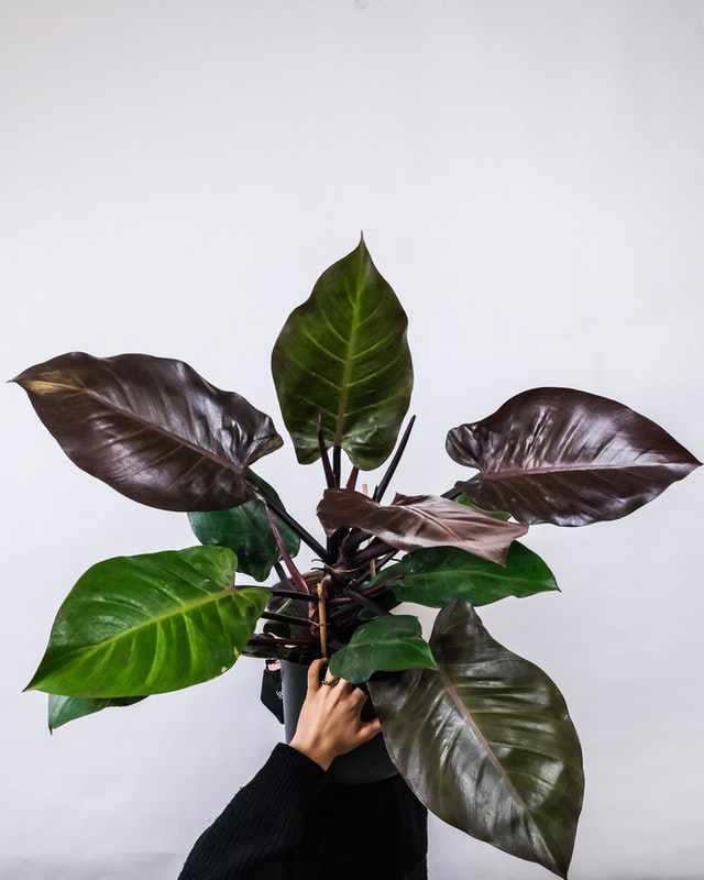 hydrocultuur planten philodendron