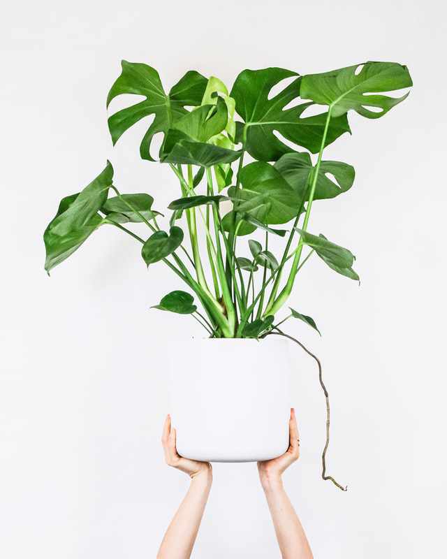 hydrocultuur monstera