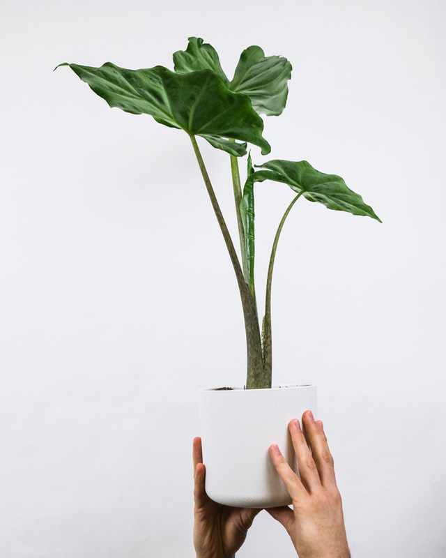 interieurplant alocasia kopen