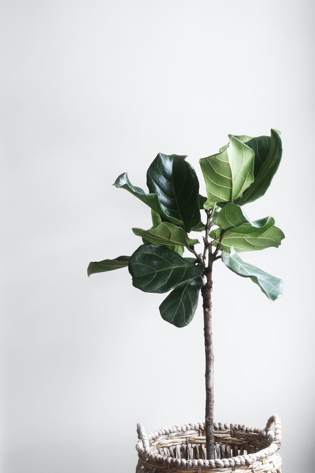 ficus als interieurbeplanting