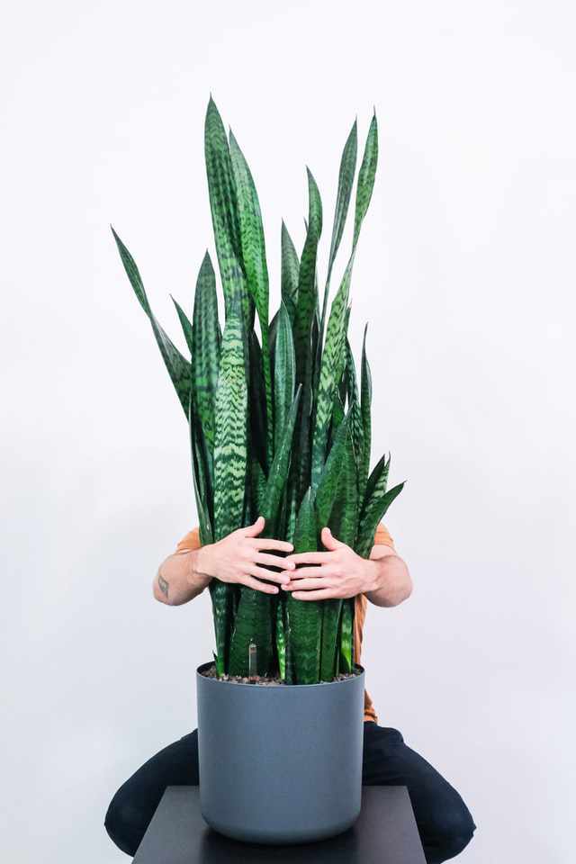 sansivieria plant