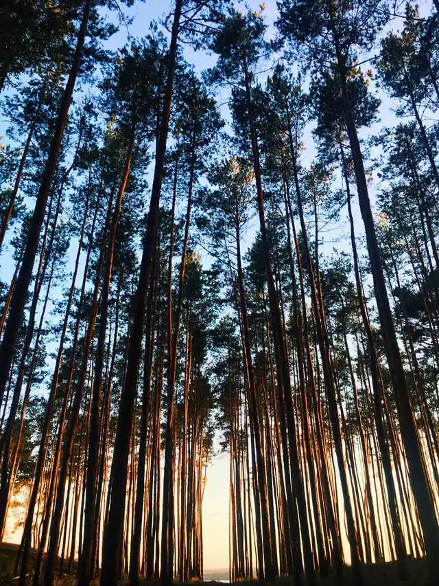 levensbos biophilic design