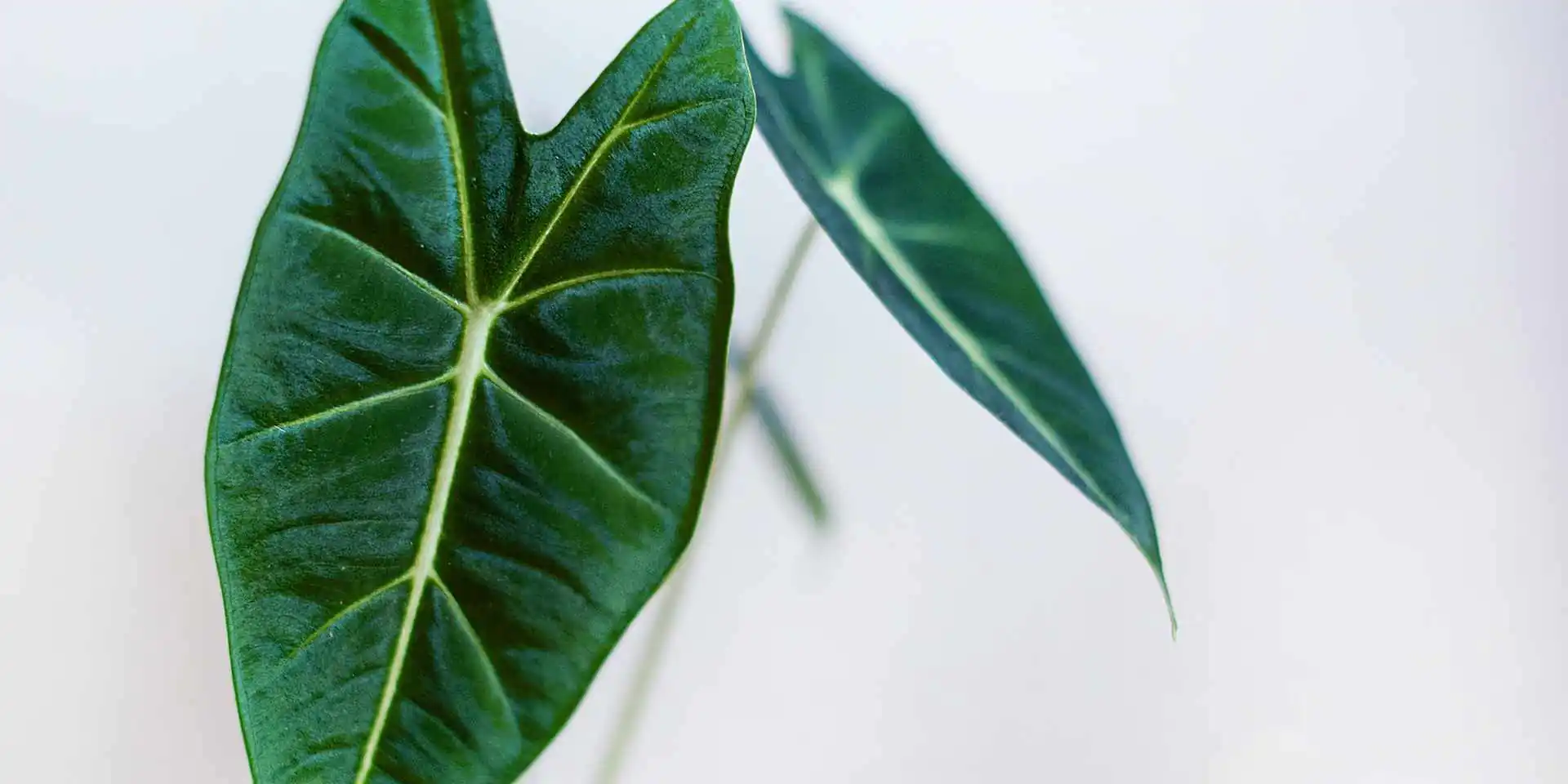 biophilic design alocasia alocasia wonderful