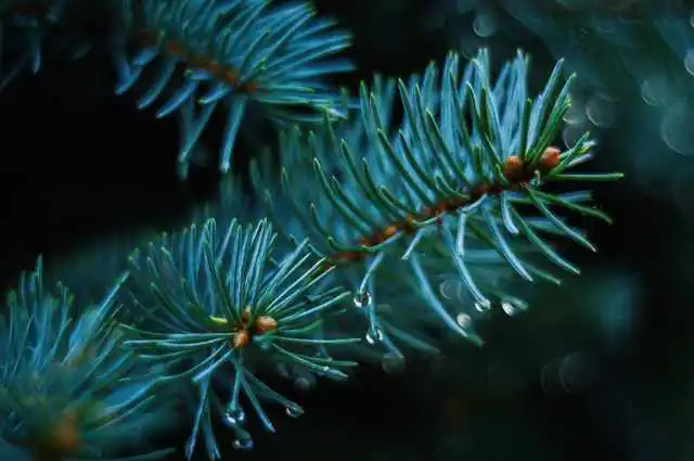 biophilic design nature biophilic design nature