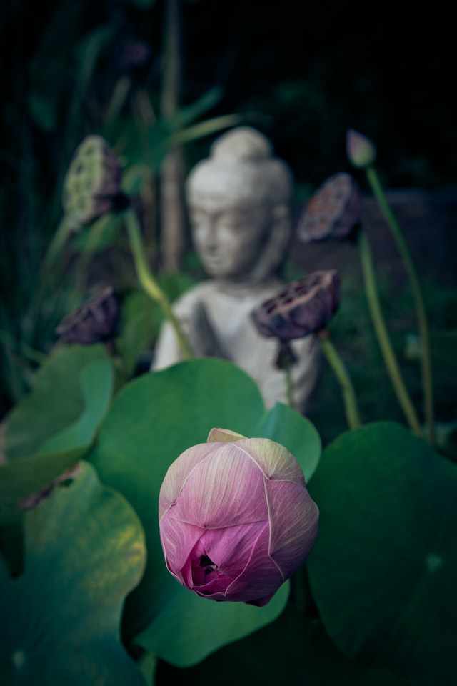 yogaruimte met planten