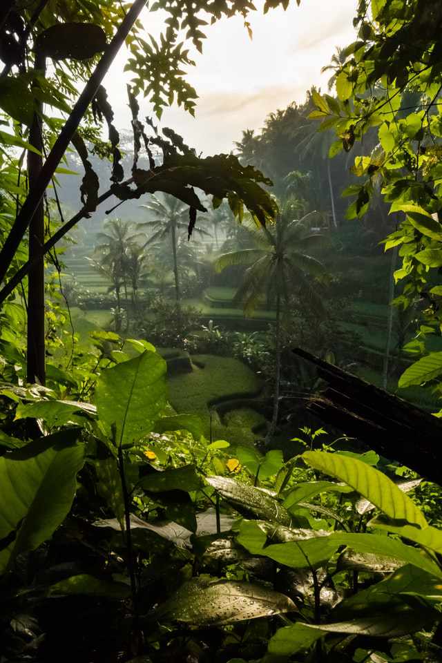 planten voor op kantoor zijn gezond